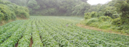 久木田農園