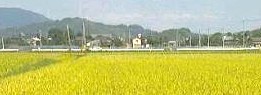 柴田農園