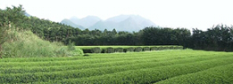 ハラダ製茶農園