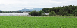 熊本有機農産